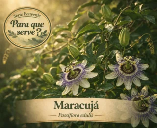 Para que serve o maracuj&aacute;? Benef&iacute;cios, usos e como utilizar no dia a dia