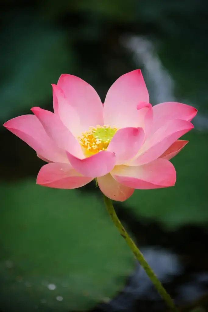 Flor de lótus rosa em close com fundo verde desfocado e iluminação natural