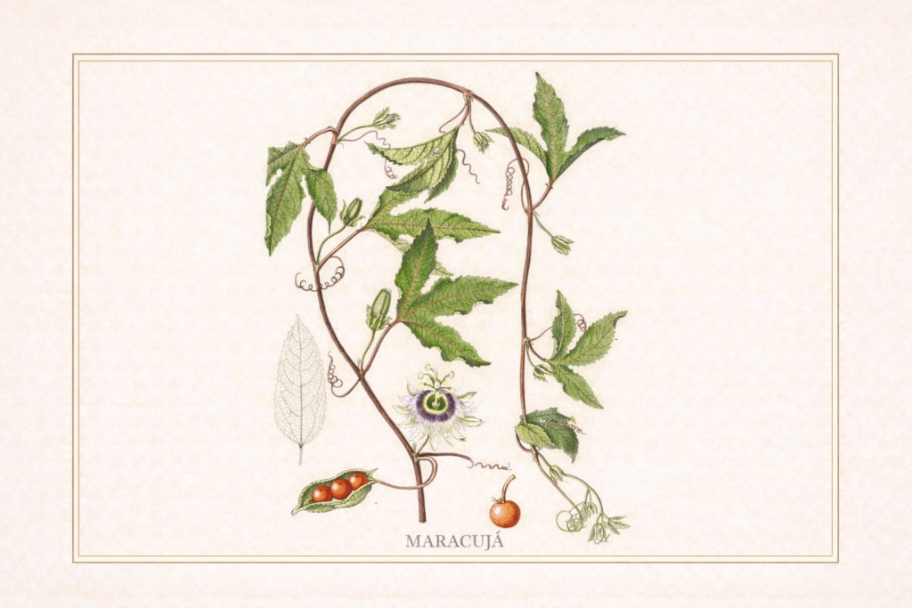 Ilustração botânica do maracujá (Passiflora sp.) com folhas, flores e fruto da planta