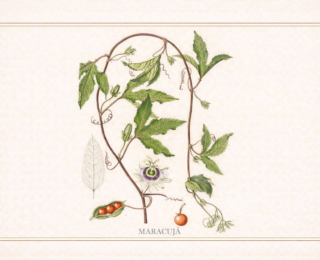 Maracujá (Passiflora edulis): propriedades, usos tradicionais e o que diz a ciência
