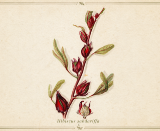Hibisco (Hibiscus sabdariffa): benefícios, propriedades e usos tradicionais