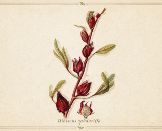 Hibisco (Hibiscus sabdariffa): benefícios, propriedades e usos tradicionais