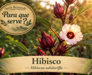 Para que serve o hibisco? Benefícios e usos da planta medicinal