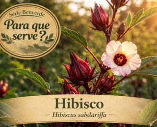 Para que serve o hibisco? Benefícios e usos da planta medicinal