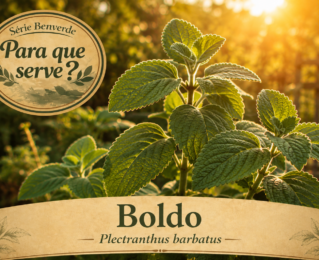 Para que serve o boldo? Benefícios tradicionais e usos populares