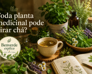 Toda planta medicinal pode virar chá? Entenda o que muda em cada preparo