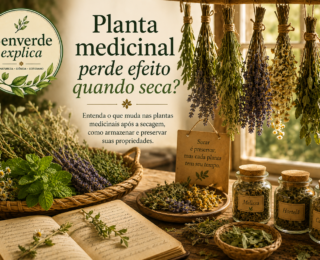 Planta medicinal perde efeito quando seca? Entenda o que muda nas ervas