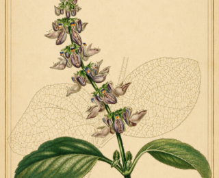 Boldo (Plectranthus barbatus): tradição, botânica e usos populares