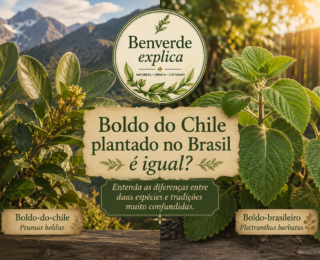 Boldo do Chile plantado no Brasil é igual? Entenda as diferenças