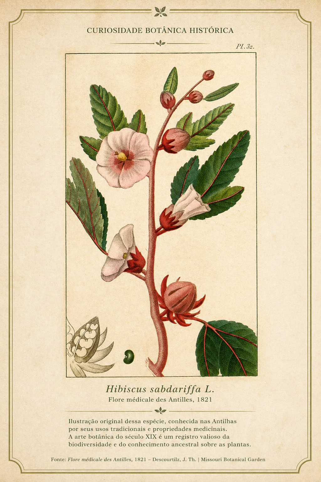 Ilustração botânica histórica do hibisco, Hibiscus sabdariffa, em prancha clássica de botânica medicinal.