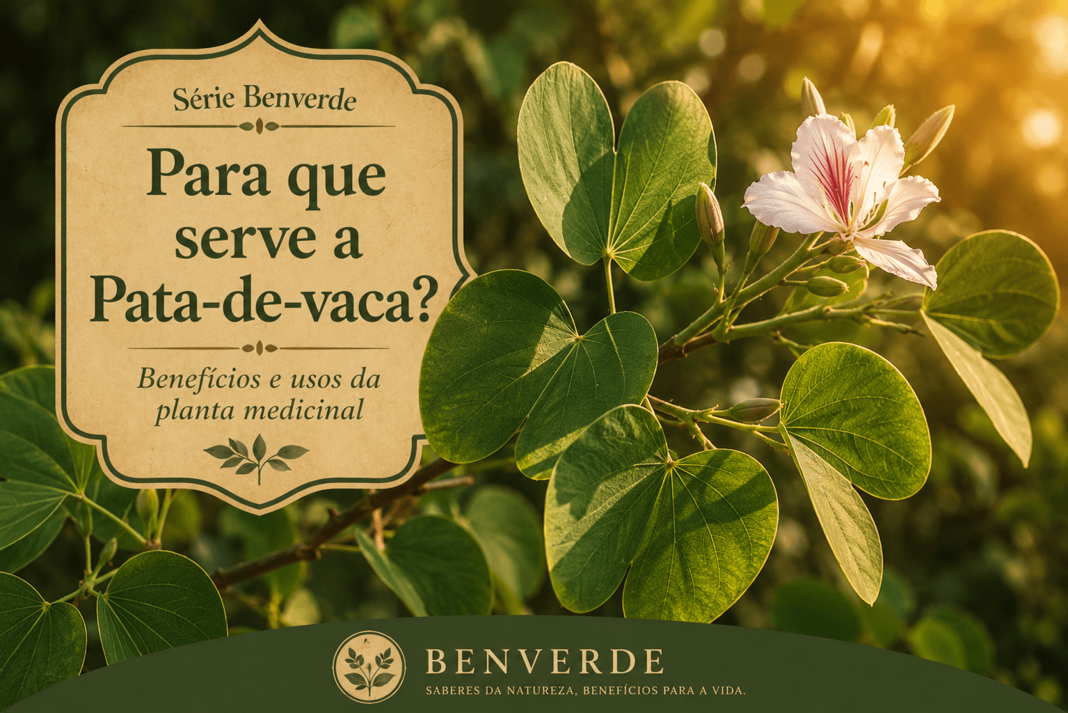 Para que serve a pata-de-vaca? Benefícios e usos da planta medicinal
