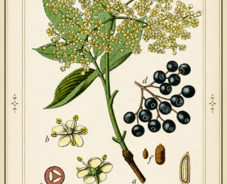 Sabugueiro (Sambucus nigra): características, propriedades e o que diz a ciência