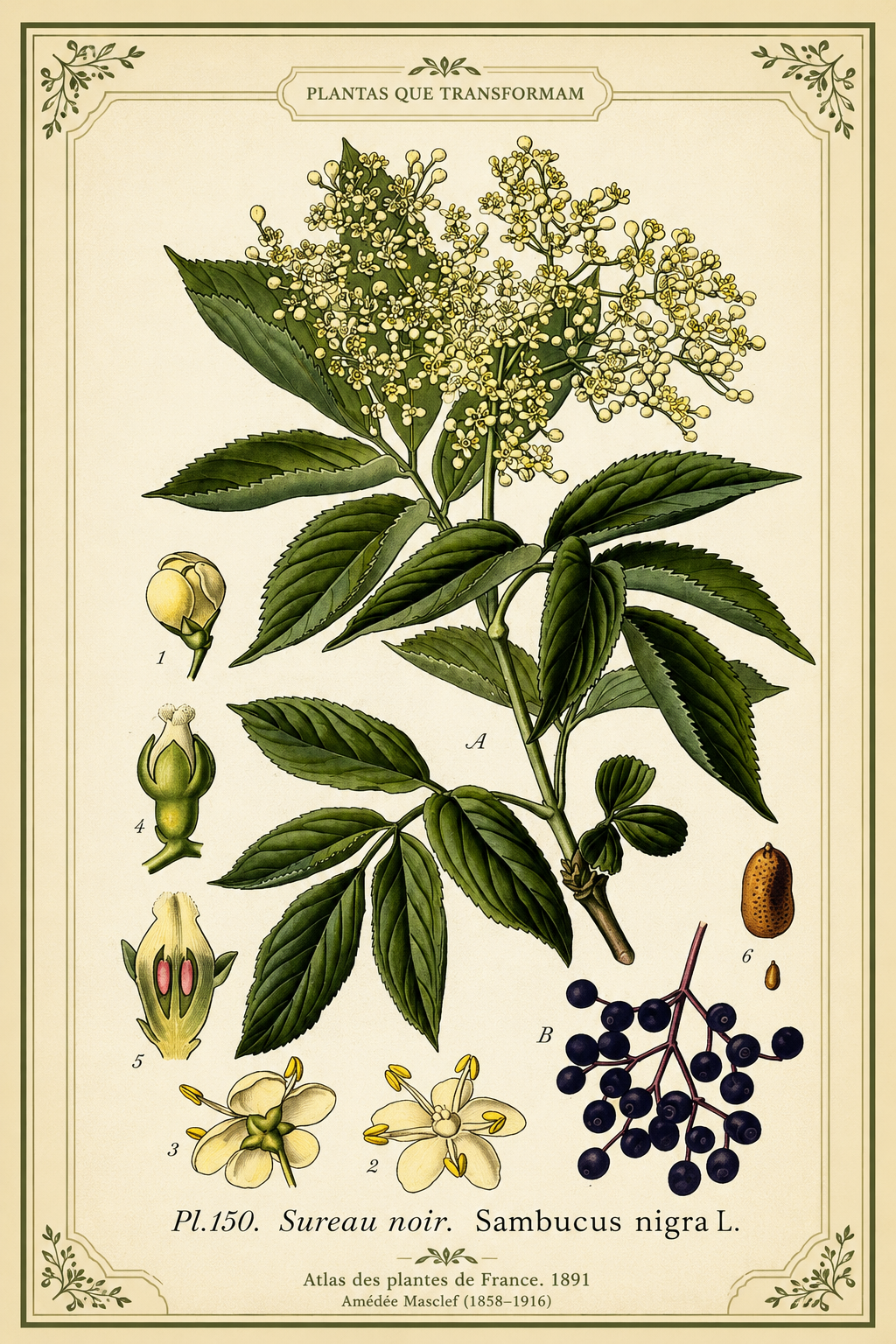 Ilustração botânica histórica de Valeriana officinalis, publicada em Köhler’s Medizinal-Pflanzen.