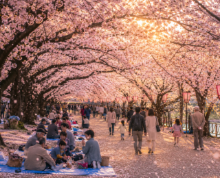 Hanami: o ritual japonês de contemplar as flores e celebrar a beleza da primavera