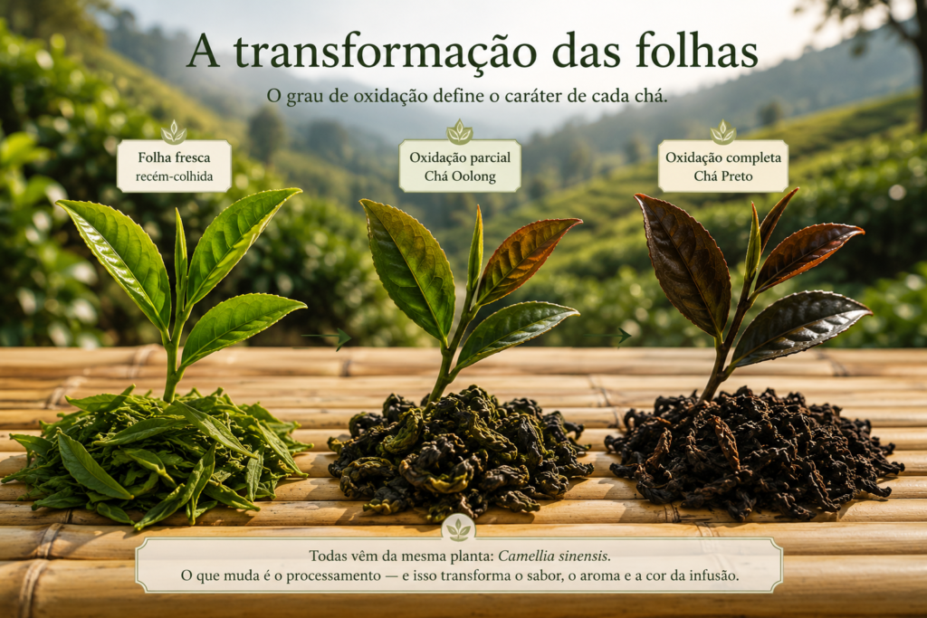 Folhas de Camellia sinensis em diferentes estágios de oxidação: frescas, parcialmente oxidadas (Oolong) e totalmente oxidadas (Chá Preto).