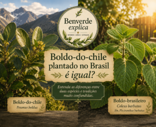 Boldo-do-chile plantado no Brasil continua sendo a mesma planta? Entenda o que muda