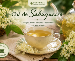 Chá de Sabugueiro: benefícios, como preparar e principais cuidados