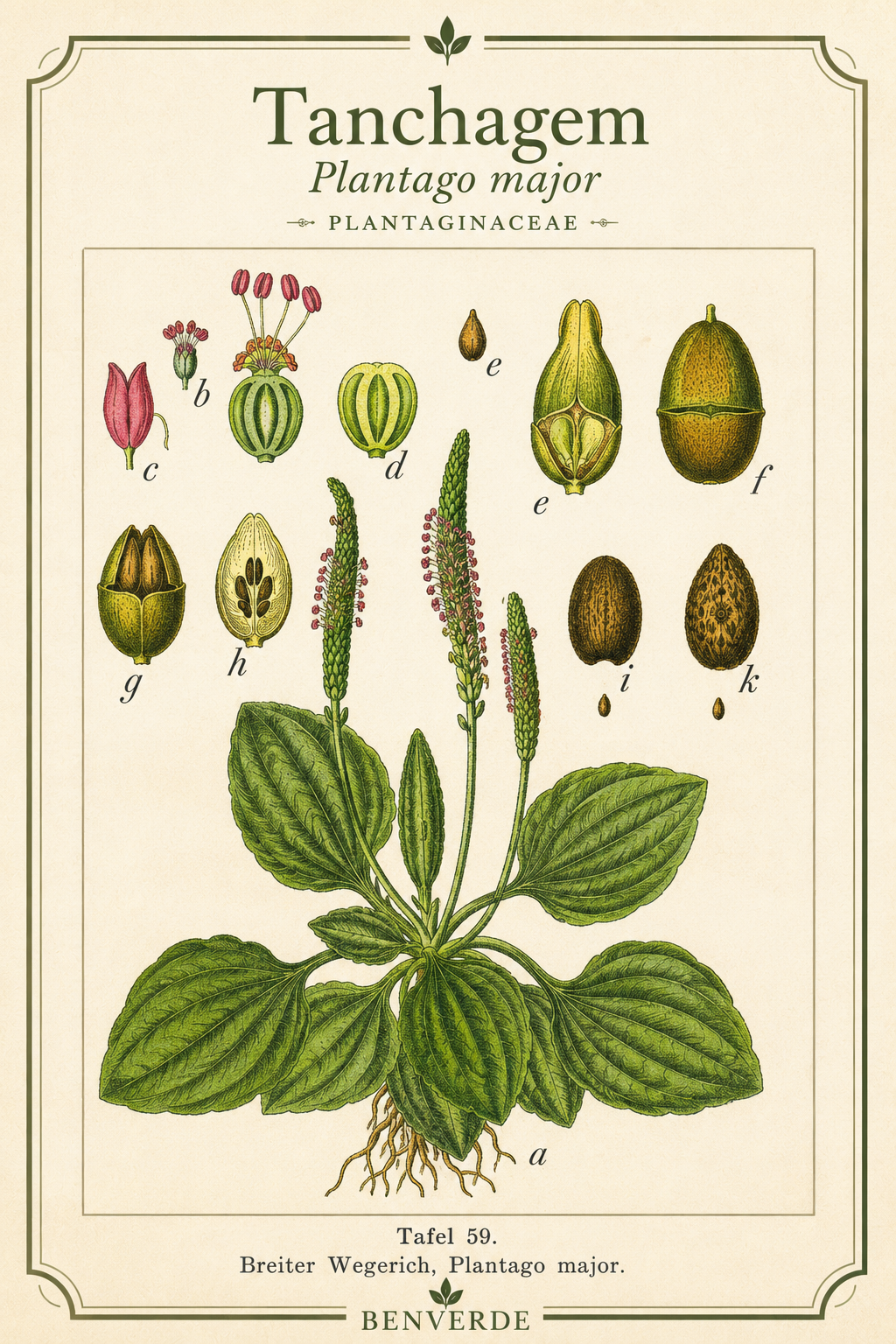 Ilustração botânica histórica de Valeriana officinalis, publicada em Köhler’s Medizinal-Pflanzen.