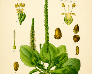 Tanchagem (Plantago major): características, propriedades e o que diz a ciência