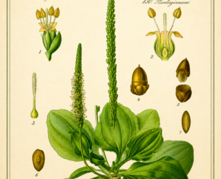 Tanchagem (Plantago major): características, propriedades e o que diz a ciência