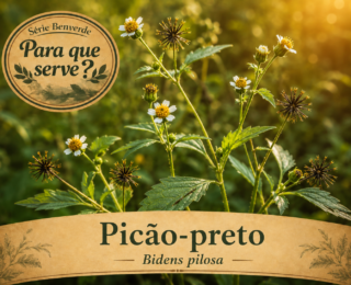 Para que serve o Picão-preto? Benefícios, usos e cuidados