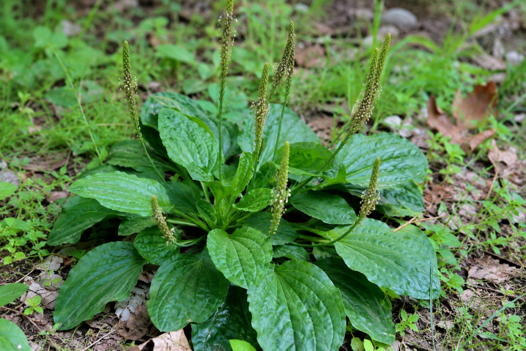 Planta de Tanchagem (Plantago major) crescendo naturalmente entre gramíneas e vegetação rasteira.