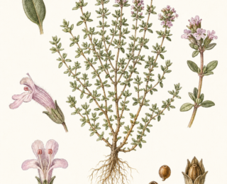 Tomilho (Thymus vulgaris): botânica, usos tradicionais e evidências científicas