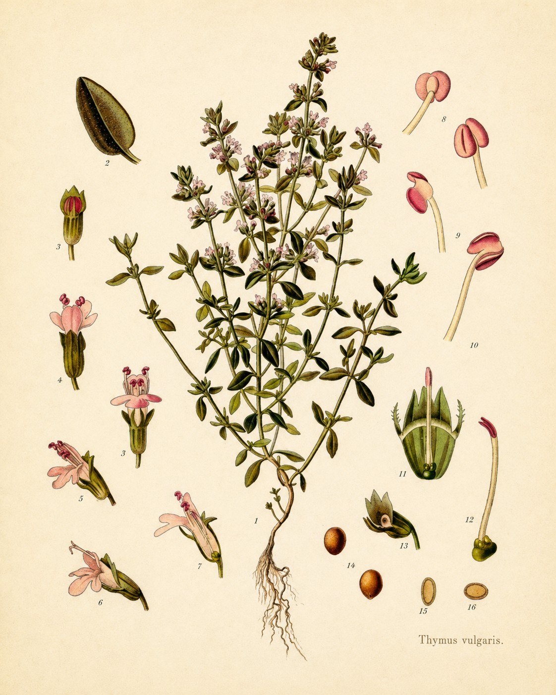 Prancha botânica histórica de 1897 mostrando o Tomilho e detalhes de suas flores, folhas, frutos e sementes