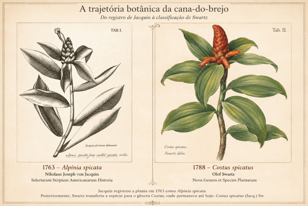 Comparação entre as representações botânicas históricas da cana-do-brejo como Alpinia spicata (1763) e Costus spicatus (1788).