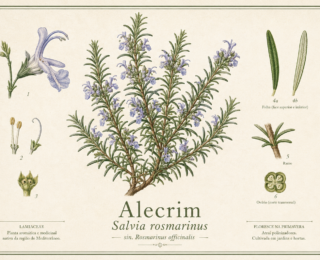Alecrim (Salvia rosmarinus): propriedades, usos tradicionais e o que diz a ciência