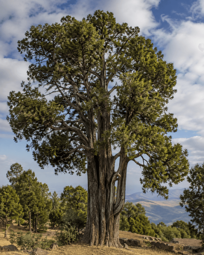 Árvore antiga de Juniperus procera, conhecida como tsid na Etiópia