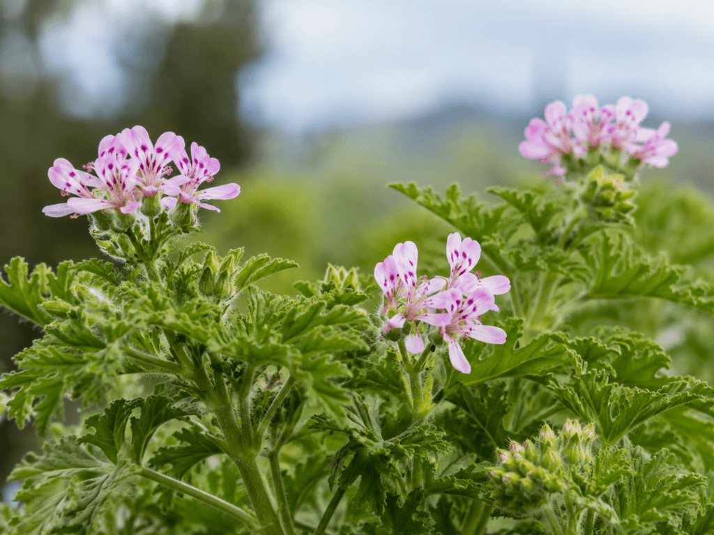 Pelargonium graveolens com folhas verdes recortadas e pequenas flores rosadas
