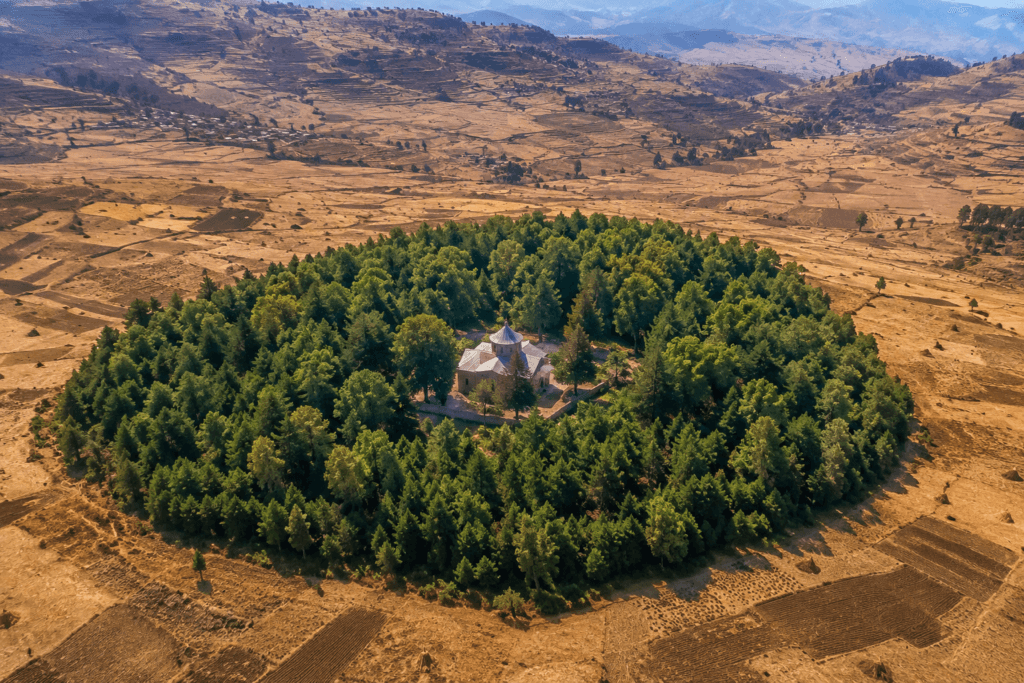 Árvores sagradas da Etiópia: floresta sagrada envolvendo uma igreja ortodoxa nas terras altas da Etiópia Legenda: Uma das chamadas florestas de igreja da Etiópia, onde áreas de vegetação permanecem preservadas ao redor de templos ortodoxos.