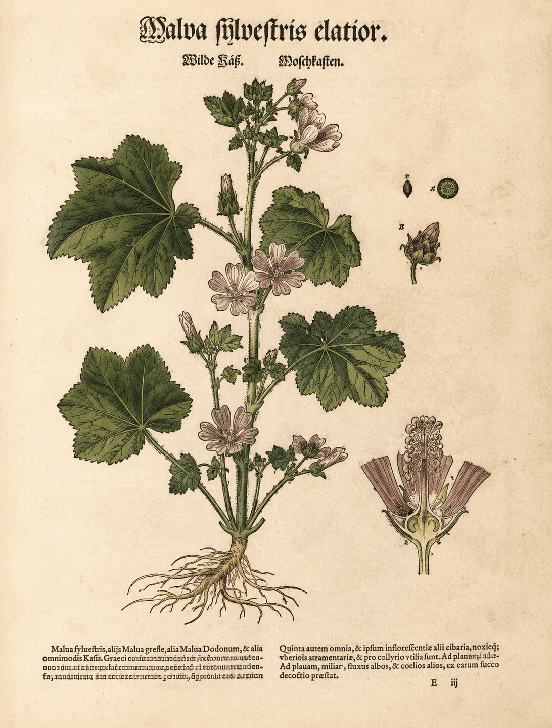 Representação histórica de Malva sylvestris inspirada em obra de Elizabeth Blackwell de 1737