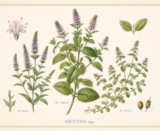 Hortelã (Mentha spp.): botânica, usos tradicionais e evidências científicas