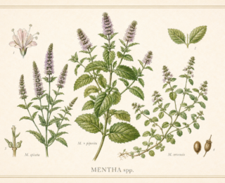 Hortelã (Mentha spp.): botânica, usos tradicionais e evidências científicas