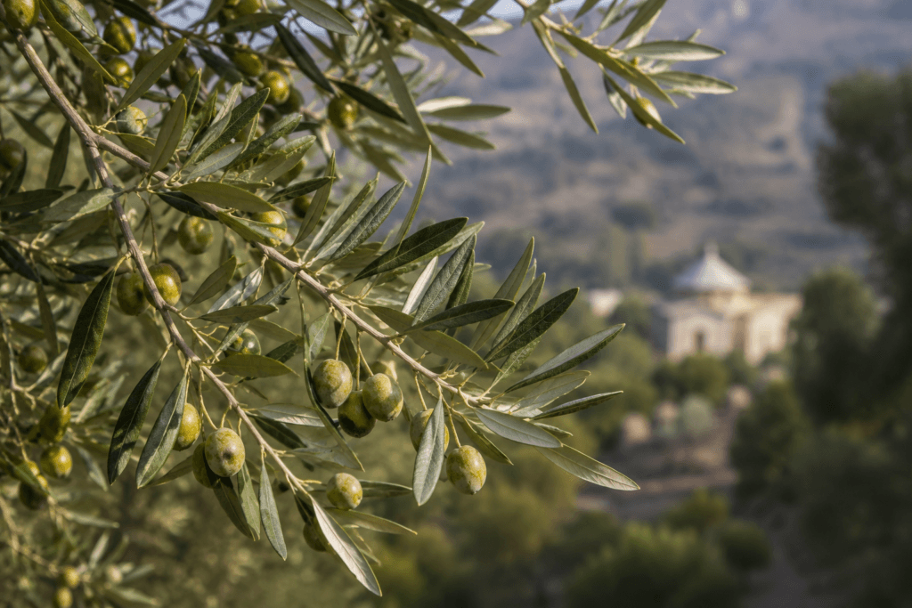 Ramos e frutos da oliveira africana Olea europaea subsp. cuspidata, conhecida como weyra