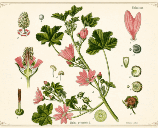 Malva (Malva sylvestris): benefícios, propriedades e evidências científicas
