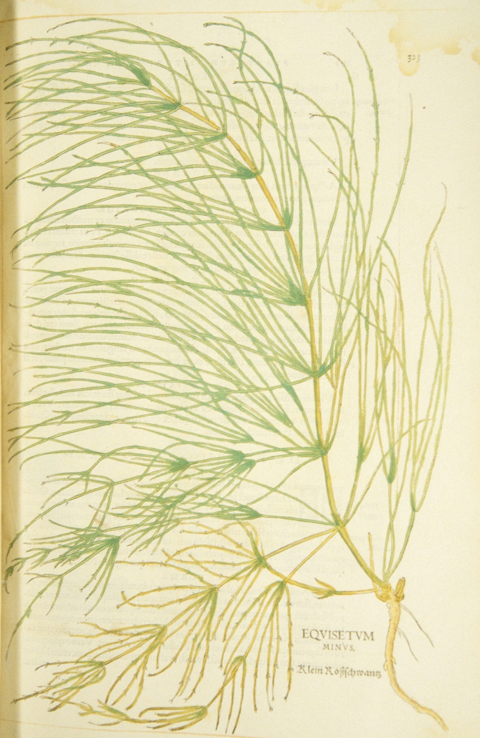 Gravura botânica histórica de 1542 representando a cavalinha, identificada por Leonhart Fuchs como Equisetum minus e posteriormente associada a Equisetum arvense