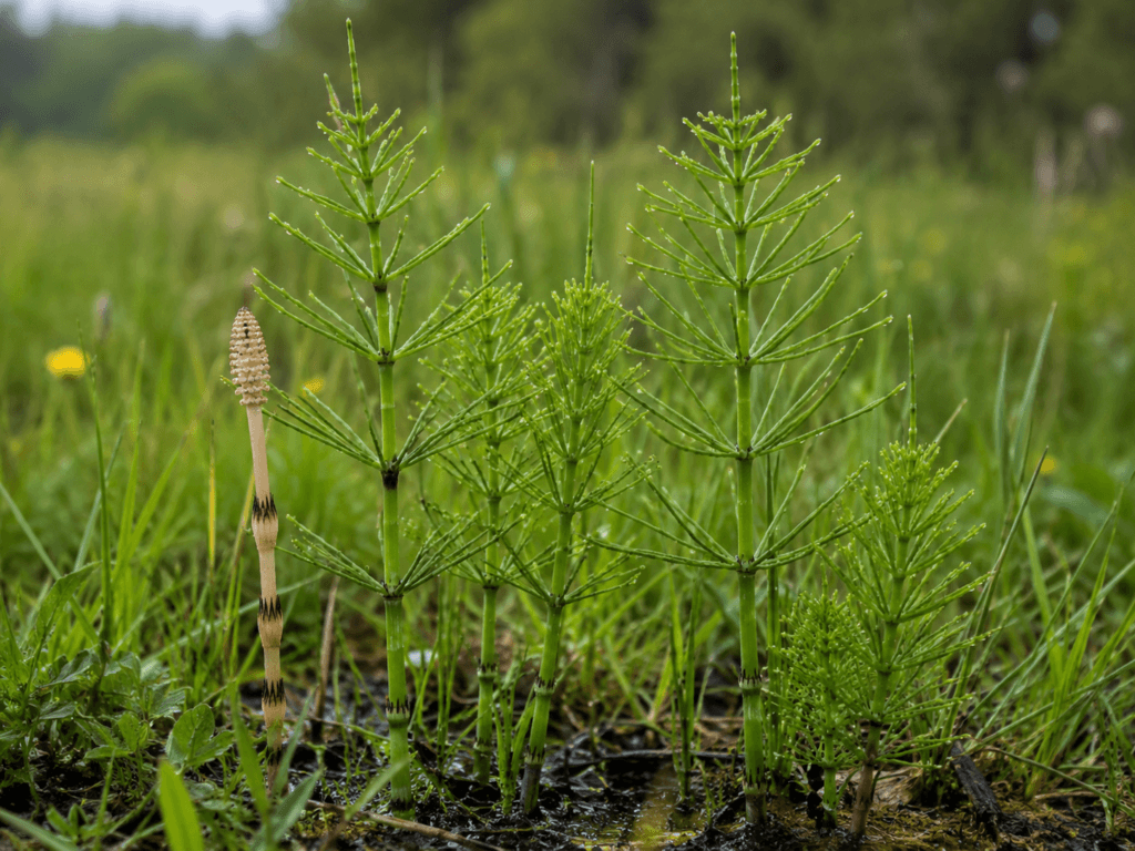 Cavalinhas verdes crescendo em solo úmido, com caules segmentados e um caule fértil com estróbilo.