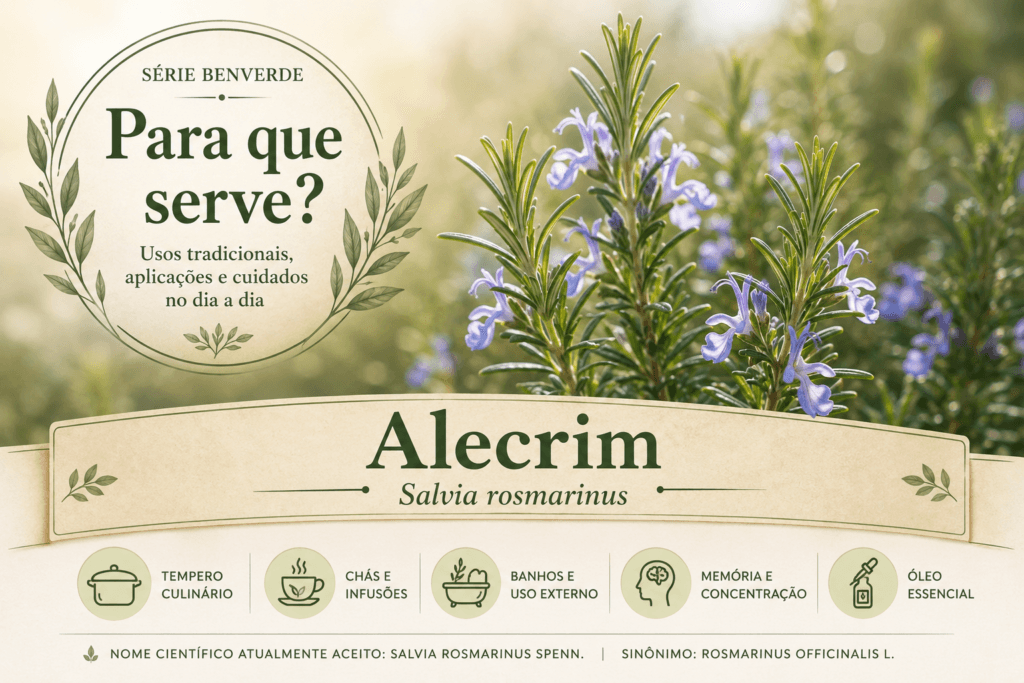 ara que serve o alecrim: Planta de alecrim (Salvia rosmarinus) crescendo na natureza com folhas verdes aromáticas e luz suave