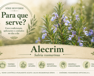 Para que serve o alecrim? Benefícios, usos e cuidados