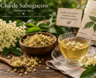 Chá de sabugueiro: para que serve, como fazer e cuidados