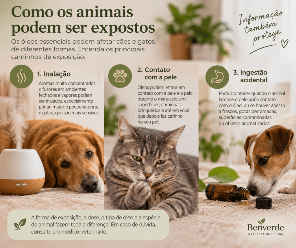 Infográfico mostrando exposição de pets a óleos essenciais por inalação, contato com a pele e ingestão acidental