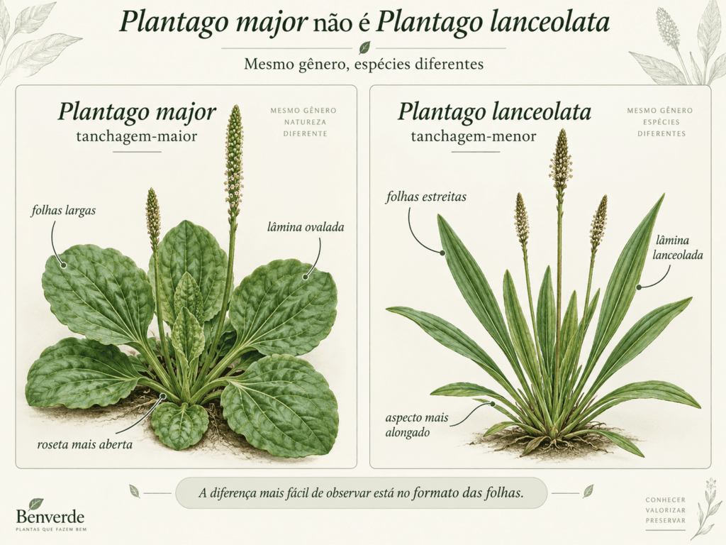 Comparação botânica entre Plantago major, com folhas largas, e Plantago lanceolata, com folhas estreitas e lanceoladas.