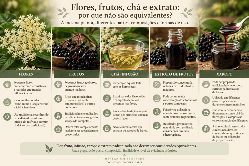 Infográfico comparando flores, frutos, chá, extrato de frutos e xarope de Sambucus nigra, mostrando diferenças de composição, uso e evidência científica.