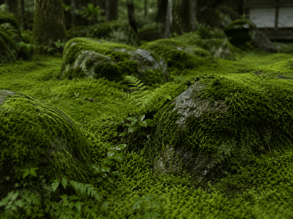 Musgo verde cobrindo pedras úmidas entre pequenas samambaias em jardim japonês