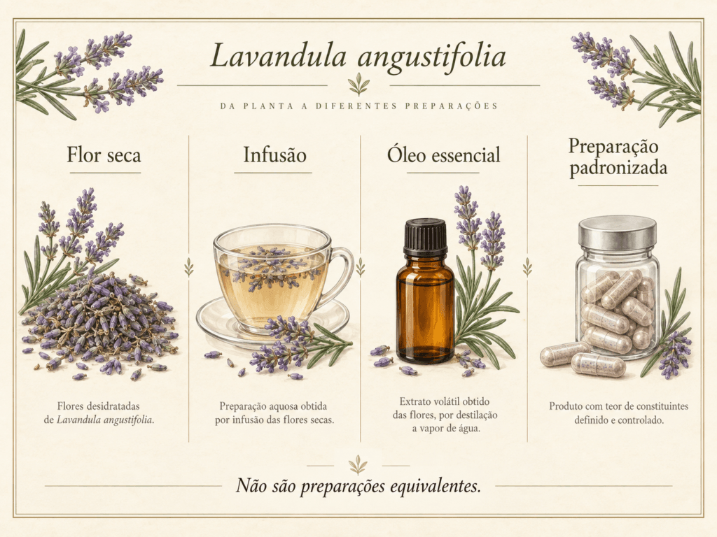 Imagem comparativa mostrando flor seca, infusão, óleo essencial e preparação padronizada de Lavandula angustifolia.