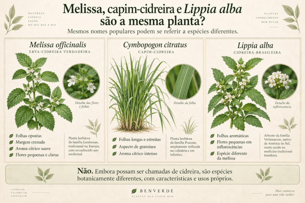 Comparação entre Melissa officinalis, capim-cidreira Cymbopogon citratus e cidreira-brasileira Lippia alba.