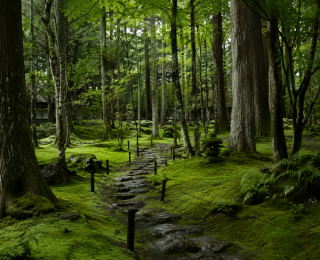 Kokedera: o jardim de musgo do Japão onde o silêncio se torna ritual